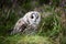 Long eared owl portrait close up