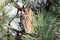 A long-eared owl rests in the dense crown