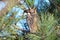 A long-eared owl rests in the dense crown