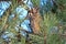 A long-eared owl rests in the dense crown