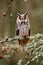 Long-eared Owl sitting on the branch in the fallen larch forest during autumn. Owl in nature wood nature habitat. Bird sitting on