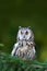 Long-eared Owl sitting on the branch in the fallen larch forest during autumn. Wildlife scene from the nature habitat. Bird on the