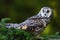 Long-eared Owl sitting on the branch in the spruce larch forest during autumn. Nice bird in the nature habitat. Owl sitting on the