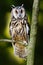 Long-eared Owl sitting on the branch in the spruce larch forest during autumn. Nice bird in the nature habitat. Owl sitting on the