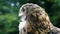 Long Eared Owl sitting on a fence in the woods