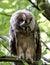 Long eared owl with tilted head