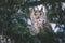 Long-eared owl wildlife bird watching from a pine tree branch in a mystery wood