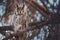 Long-eared owl wildlife bird watching from a pine tree branch in a mystery wood