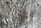 A long eared owl in winter plumage sits inside a dense bush.