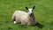 Long eared sheep sat on grass