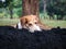 Long ears dog Black and brown play On the pile Black clay Natural tree background
