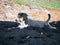 Long ears dog Black and brown play On the pile Black clay Natural tree background