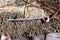 Long earthworm crawling in the muddy ground in the garden after the rain