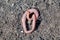 A long earthworm curled up in a ring on the dry ground