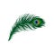 Long emerald-green feather of peacock. Plumage of beautiful wild bird. Detailed flat vector element for poster, book or