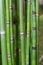 Long equisetum stalk. Green wallpaper with bamboo