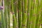 Long equisetum stalk. Green wallpaper with bamboo