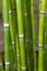 Long equisetum stalk. Green wallpaper with bamboo