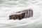 A Long Exposure Close Up of Rapids Flowing over a Rock in Niagara Gorge, Canada