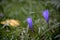 Long exposure photo of wild autumn flower in Asturias