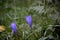 Long exposure photo of wild autumn flower in Asturias