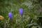 Long exposure photo of wild autumn flower in Asturias