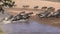 Long exposure shot of wildebeest herd crossing the mara river