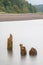 Long Exposure Of Wharf Remnants And Bay Of Fundy Shoreline