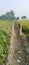 Long farm trail portrait. Indian asian farms.