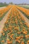 A long field with orange tulips in the dutch countryside in spring