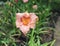 Long Fields Glory. Luxury flower daylily in the garden close-up. The daylily is a flowering plant. Edible flower. Daylilies are