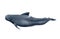 Long-finned pilot whale