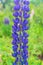 Long flower of a blue lupine in a clearing under the sun