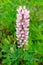 Long flower of a pink lupine with green star shaped leaf in a clearing under the sun