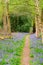Long forest path bordered by Bluebells