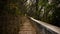 Long forest path with stone stairs