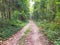 the long forest road to the beauty of nature