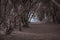 Long forest unpaved road with gray trees on the sides