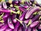 Long fresh organic raw purple brinjal or eggplant or aubergine in market. Healthy and delicious purple eggplants background