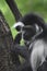 Long Fur on the Back of a Colobus Monkey
