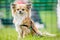 Long fur Chihuahua portrait with pointed ears. sandy