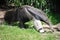 Long Giant Anteater