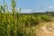 Long green crops from a farm area - windmill and sky landscape a