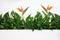 Long green flowerbed on a white wall with many blooming Spatifilium flowers and Royal Strelitzia flowers