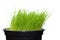 Long green grass in plant pot