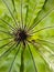 Long green leaf and black line.Birds nest fern.Asplenium nidus.