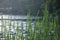 Long green leaves of bulrush against