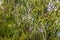 Long green leaves and gum seeds, flower bud of Tasmanian blue gu