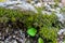 Long green moss covering cracked rocks and tree roots in the forest, selective focus