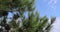 Long green needles on a young pine tree in the spring